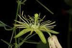 Yellow passionflower